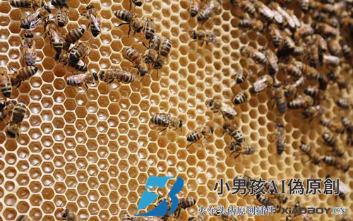 一箱意大利蜜蜂一年换50箱是真的吗？