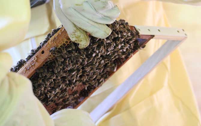 一箱意大利蜜蜂一年换50箱是真的吗？
