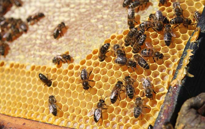 意大利蜜蜂最科学的春季繁殖技术