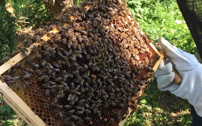 意大利蜜蜂最科学的春季繁殖技术