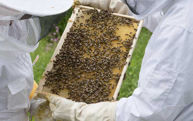 意大利蜜蜂加巢的基本技巧和注意事项