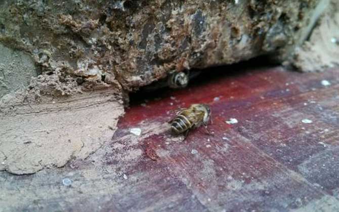 主人吸引蜜蜂的招数及注意事项