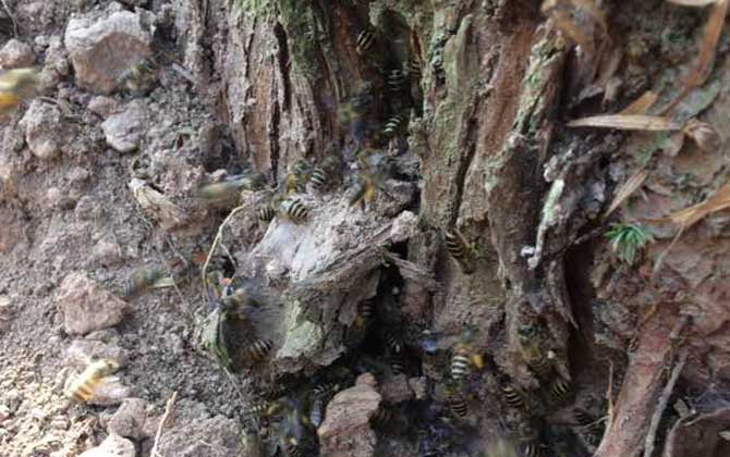 主人吸引蜜蜂的招数及注意事项