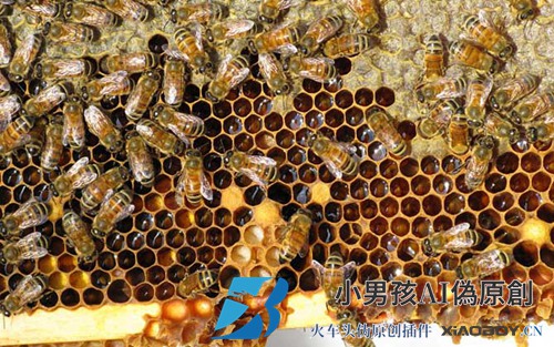 秋季蜜蜂的起止时间和繁殖技巧