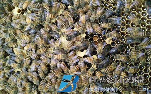 蜜蜂在秋天繁殖能产生多少帧？