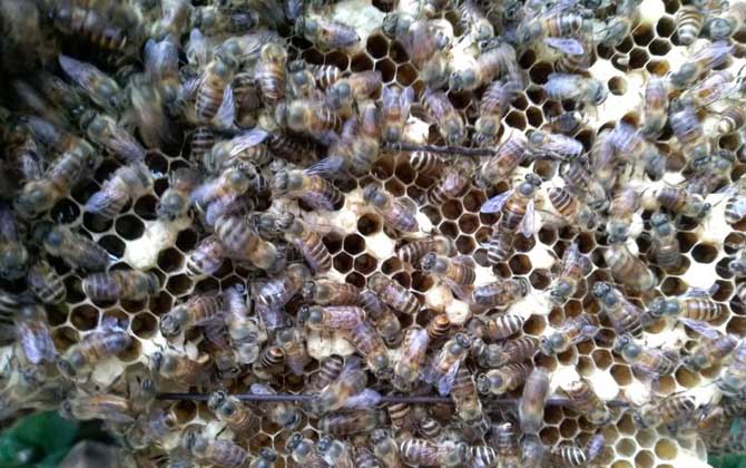 蜜蜂在秋天繁殖能产生多少帧？