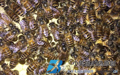 如何改变中国蜜蜂秋天的巢脾？