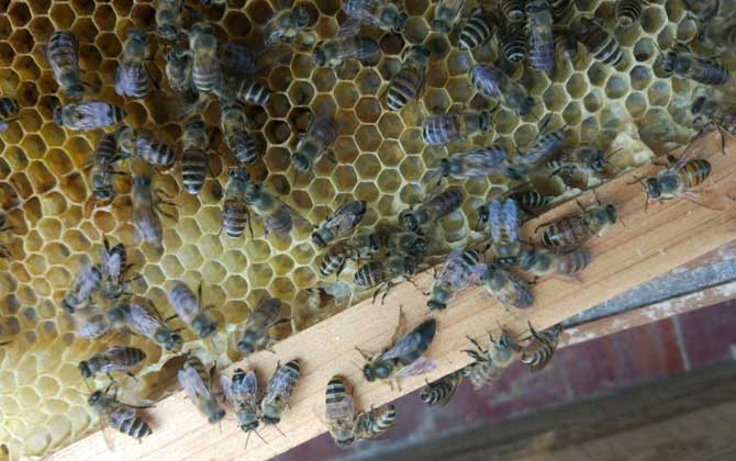 中国蜜蜂秋季繁殖的要点及注意事项