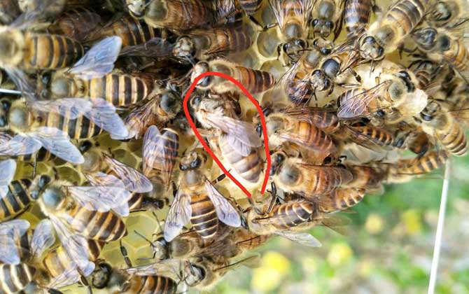 中国蜜蜂的强势群体是多少只脾蜂？