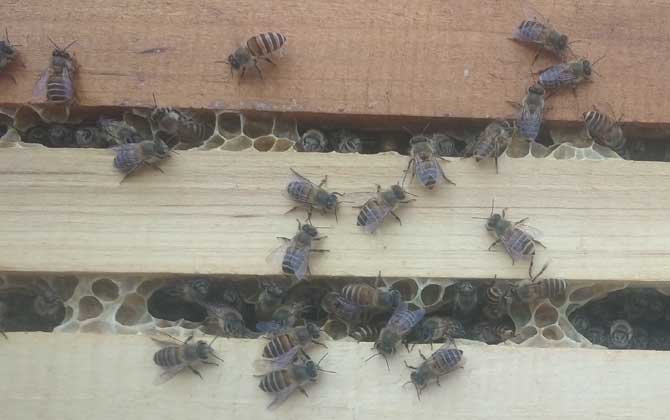 中国蜜蜂的强势群体是多少只脾蜂？