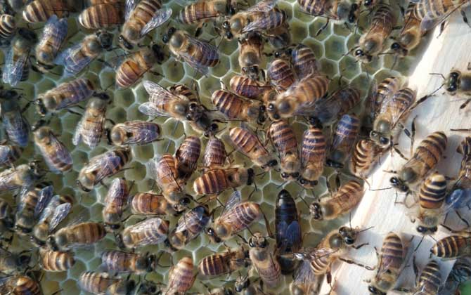 中国蜜蜂有多少脾是安全过冬的？