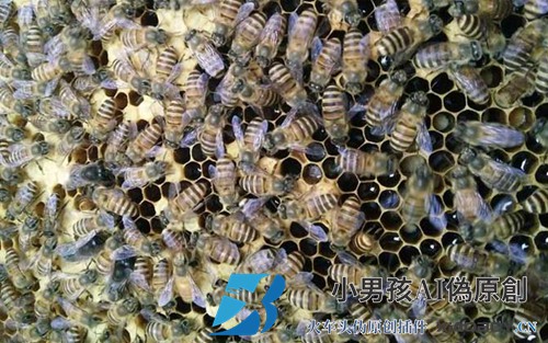 中国蜜蜂有多少脾是安全过冬的？