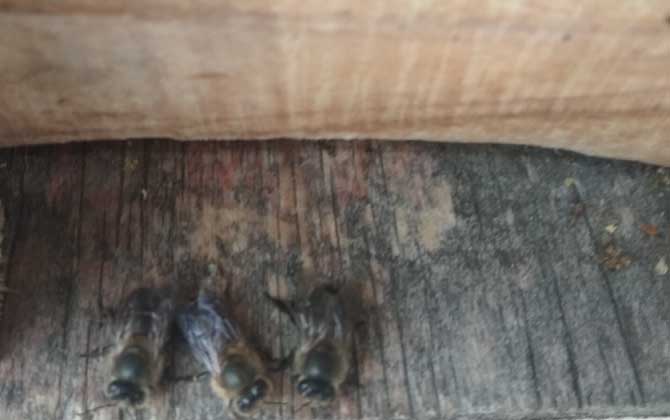中国蜜蜂丧王会采集花粉和花蜜吗？