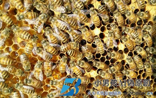 中国蜜蜂喂白糖有什么危害？