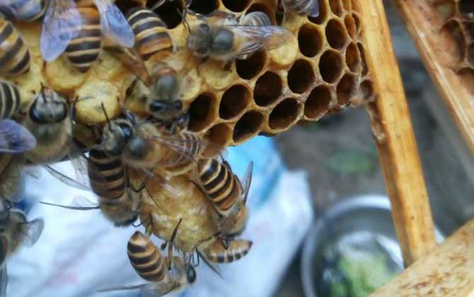 中国蜜蜂自然快速繁殖方法及注意事项