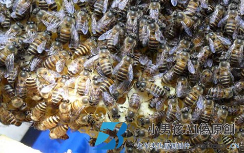 中国蜜蜂如何轻松融入？