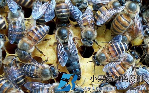 中国蜜蜂和白酒融合，喷多了会怎么样？