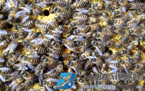 中国蜜蜂和白酒融合，喷多了会怎么样？