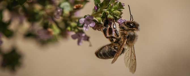 蜜蜂为什么不采蜜是什么原因-蜜蜂采集蜂蜜是为了什么？