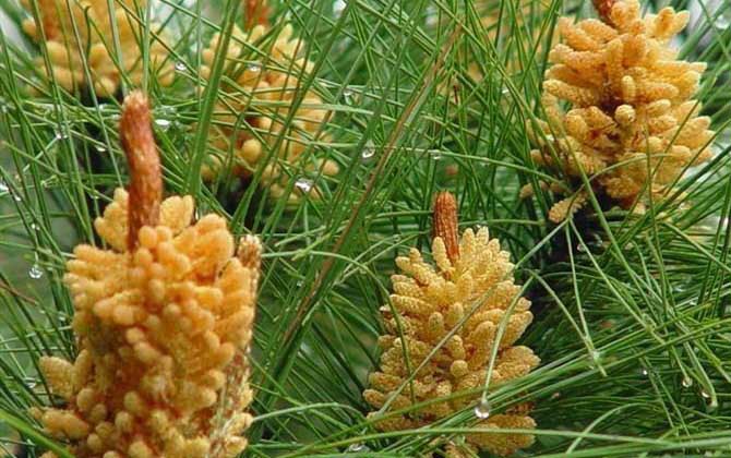 什么是松花粉？
