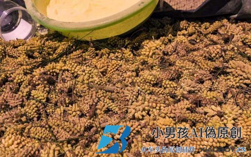 什么是松花粉？