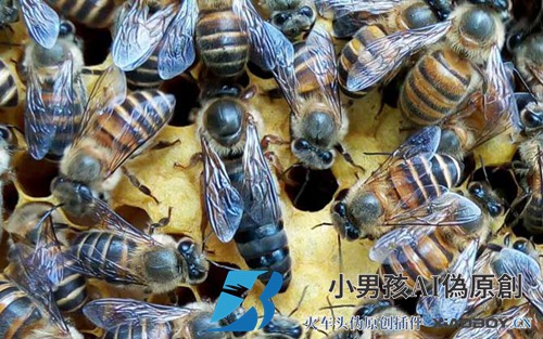 蜂王是公的还是母的？其实蜂王是雌性，殖民地只有一只蜂王！