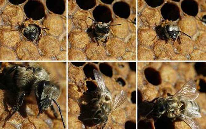 黑蜂是什么蜜蜂？其实是欧洲黑蜂，中国有新疆黑蜂和东北黑蜂！