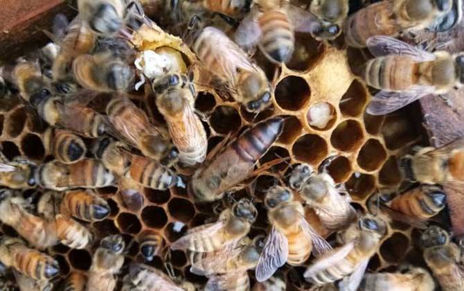 黑蜂是什么蜜蜂？其实是欧洲黑蜂，中国有新疆黑蜂和东北黑蜂！