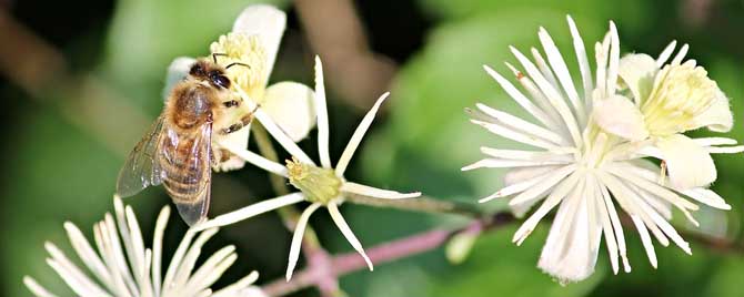 蜜蜂的三个特点是什么-蜜蜂的生活特点是什么？