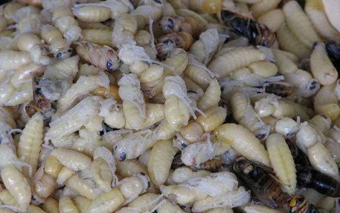 吃蜂蛹有哪些禁忌？除了不能吃太多，一定要警惕过敏反应！