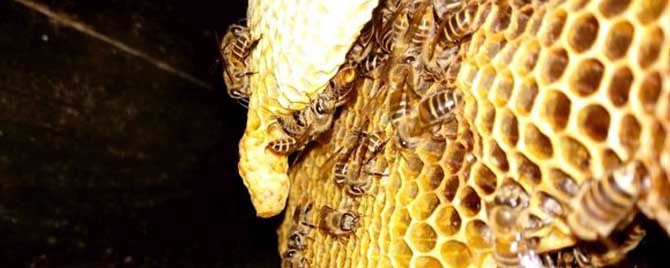 土蜜蜂怎么养-为什么& prime蜜蜂切蜂蜜吗？