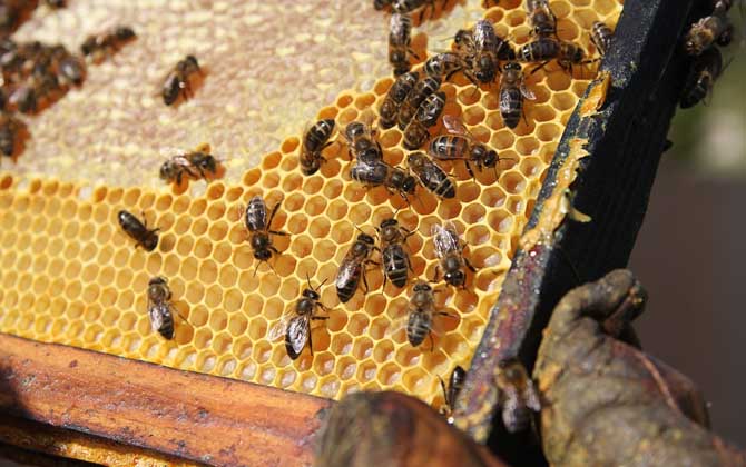 蜂蜜、蜂王浆、蜂胶、蜂蜡、蜂花粉、蜂毒、蜂蛹有什么区别？