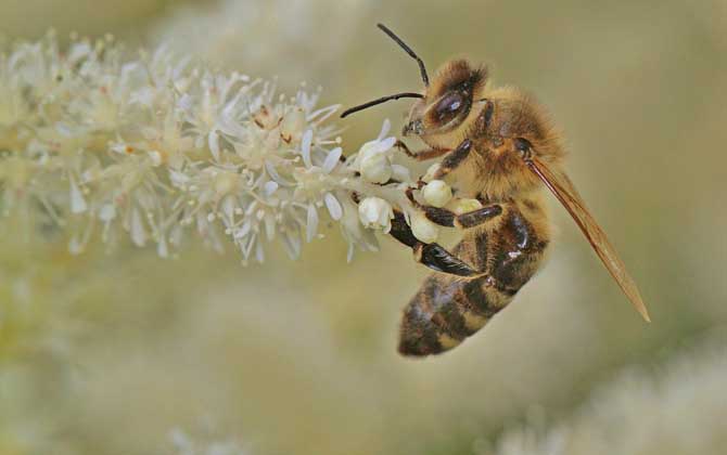 蜂蜜、蜂王浆、蜂胶、蜂蜡、蜂花粉、蜂毒、蜂蛹有什么区别？