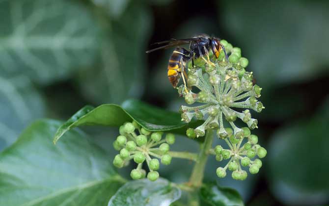 蜜蜂的种类有哪些？除了蜜蜂和黄蜂，还有熊蜂、黄蜂、木蜂等等！