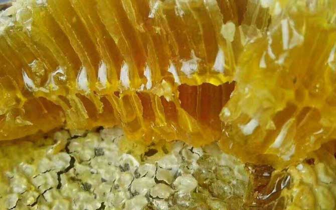 蜂巢蜜和土蜜哪个好？没有最终结论，其实土蜂也可以酿造蜂巢蜜！