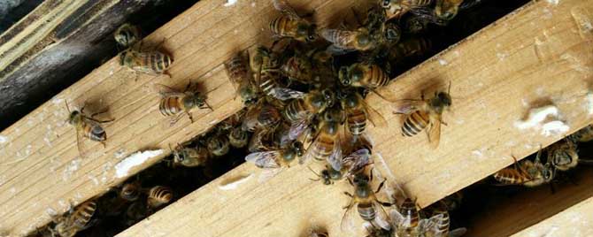 蜜蜂怎么养-蜜蜂喂太多糖会怎么样？