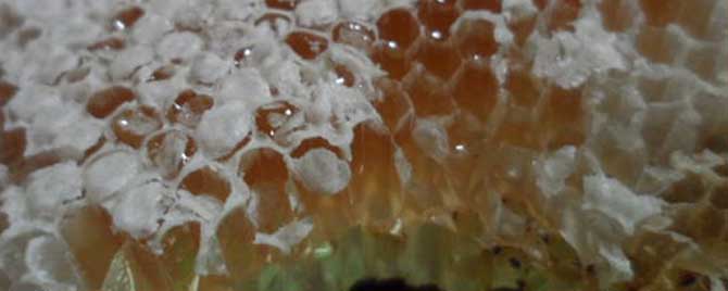 土蜂蜜的几种颜色-本地蜂蜜是白色的吗？
