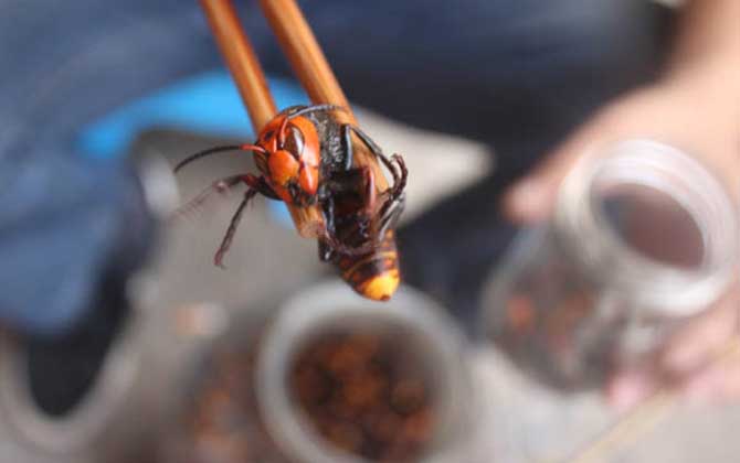 蜂酒有哪些功效和作用？既能祛风除湿，又能补肾壮阳！