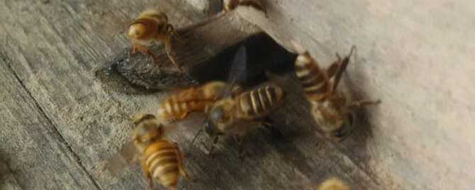 蜂群消失-丢失的蜜蜂会被粉吗？