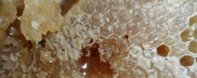 蜂巢蜜的价格-人工蜂巢蜂蜜是怎么做的？