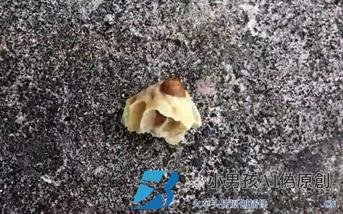 工蜂是怎么杀死老蜂王的？