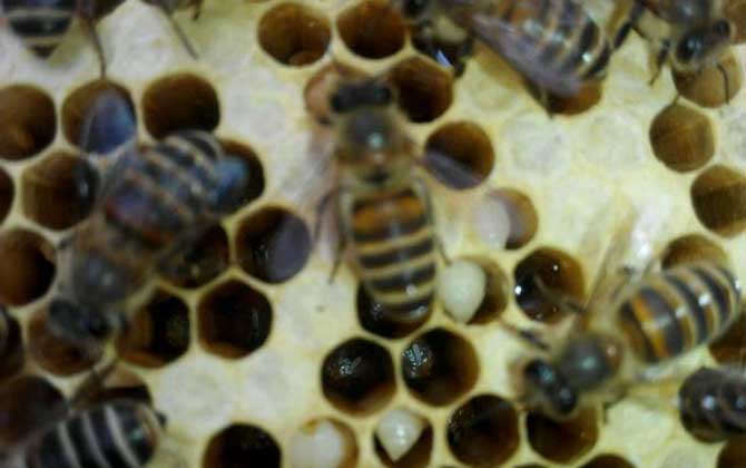 中国蜜蜂孢囊幼虫病防治技术