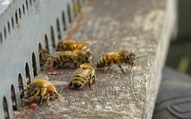 工蜂是公的还是母的？工蜂是雌蜂，但生殖系统发育不完善！