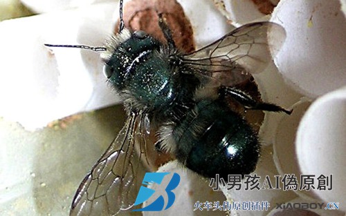 蜜蜂是什么？除了蜜蜂，还有熊蜂、剪叶蜂、无刺蜂等等！