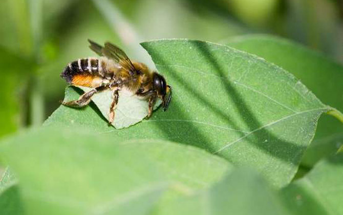 蜜蜂是什么？除了蜜蜂，还有熊蜂、剪叶蜂、无刺蜂等等！