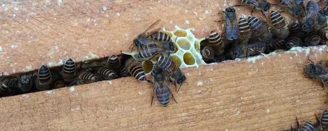 诱蜂箱诱蜂绝巧-怎样才能让中国蜜蜂不逃跑？