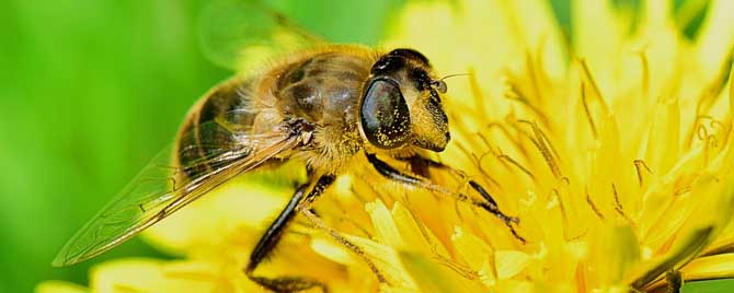 蜜蜂生物学塔兰诺夫-蜜蜂的生物学特性是什么？