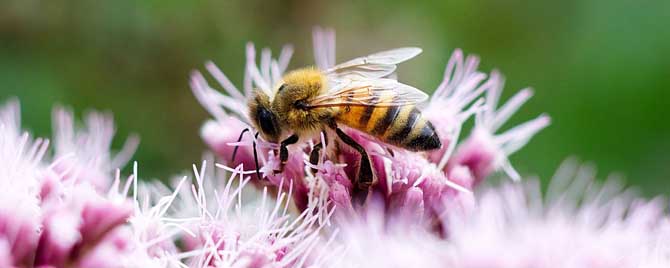 蜜蜂三型性-什么是3型蜂？