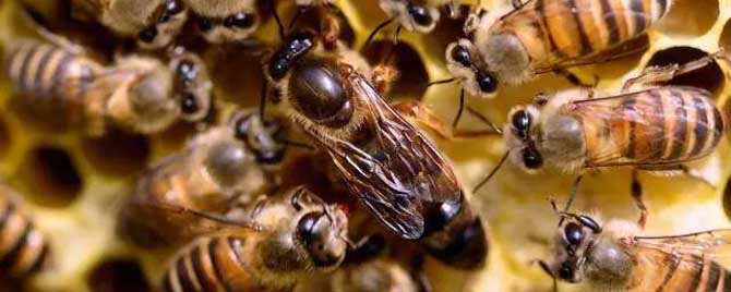 -新疆黑蜂有什么特点？