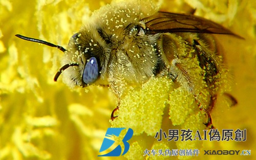 蜂产品